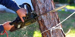 Best Pest Control for Lawns  in Westmoreland, TN