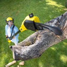 Best Firewood Processing and Delivery  in Westmoreland, TN
