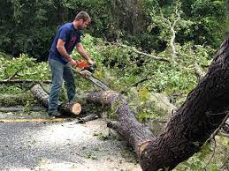Best Palm Tree Trimming  in Westmoreland, TN