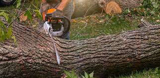 Best Aeration Services  in Westmoreland, TN