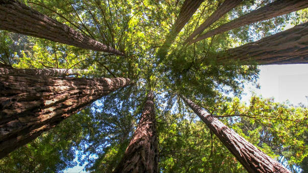Best Tree Risk Assessment  in Westmoreland, TN