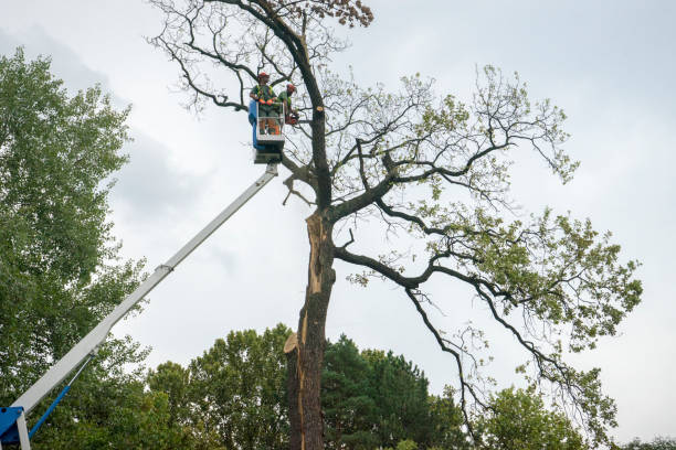 Trusted Westmoreland, TN Tree Removal Experts
