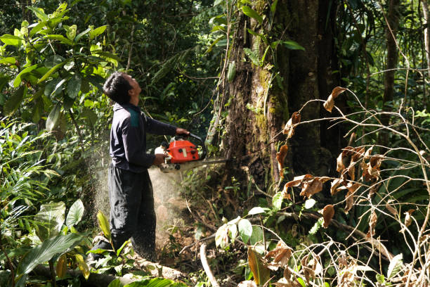 Best Fruit Tree Pruning  in Westmoreland, TN