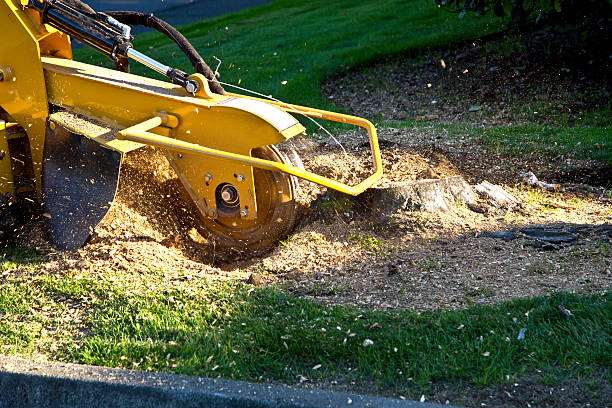 Best Lawn Pest Prevention  in Westmoreland, TN