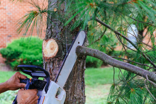 Best Tree Cabling and Bracing  in Westmoreland, TN